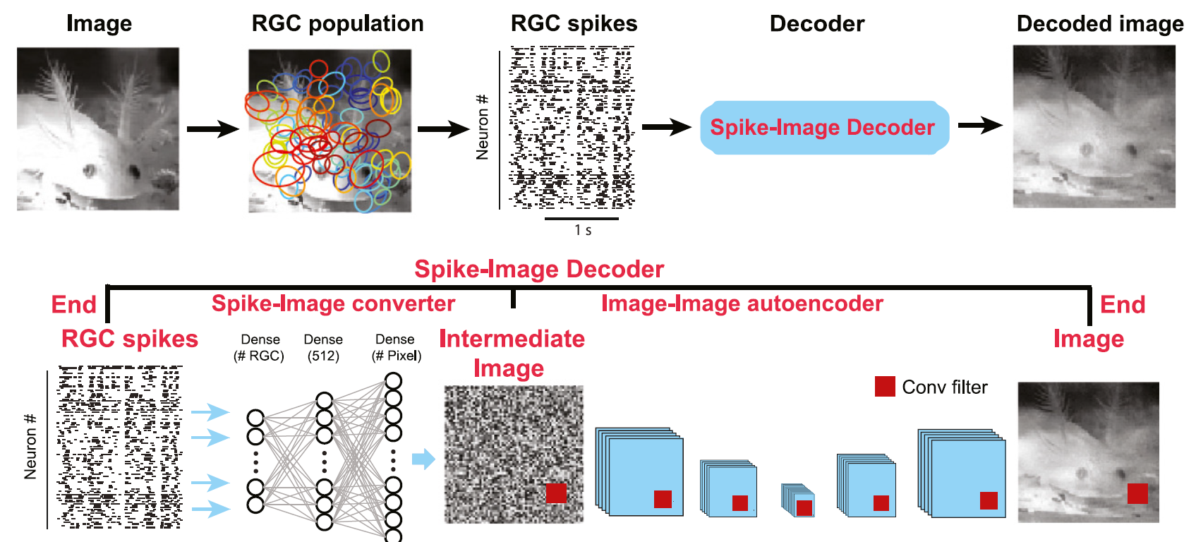 Reconstruction of natural visual scenes from neural spikes with deep neural networks