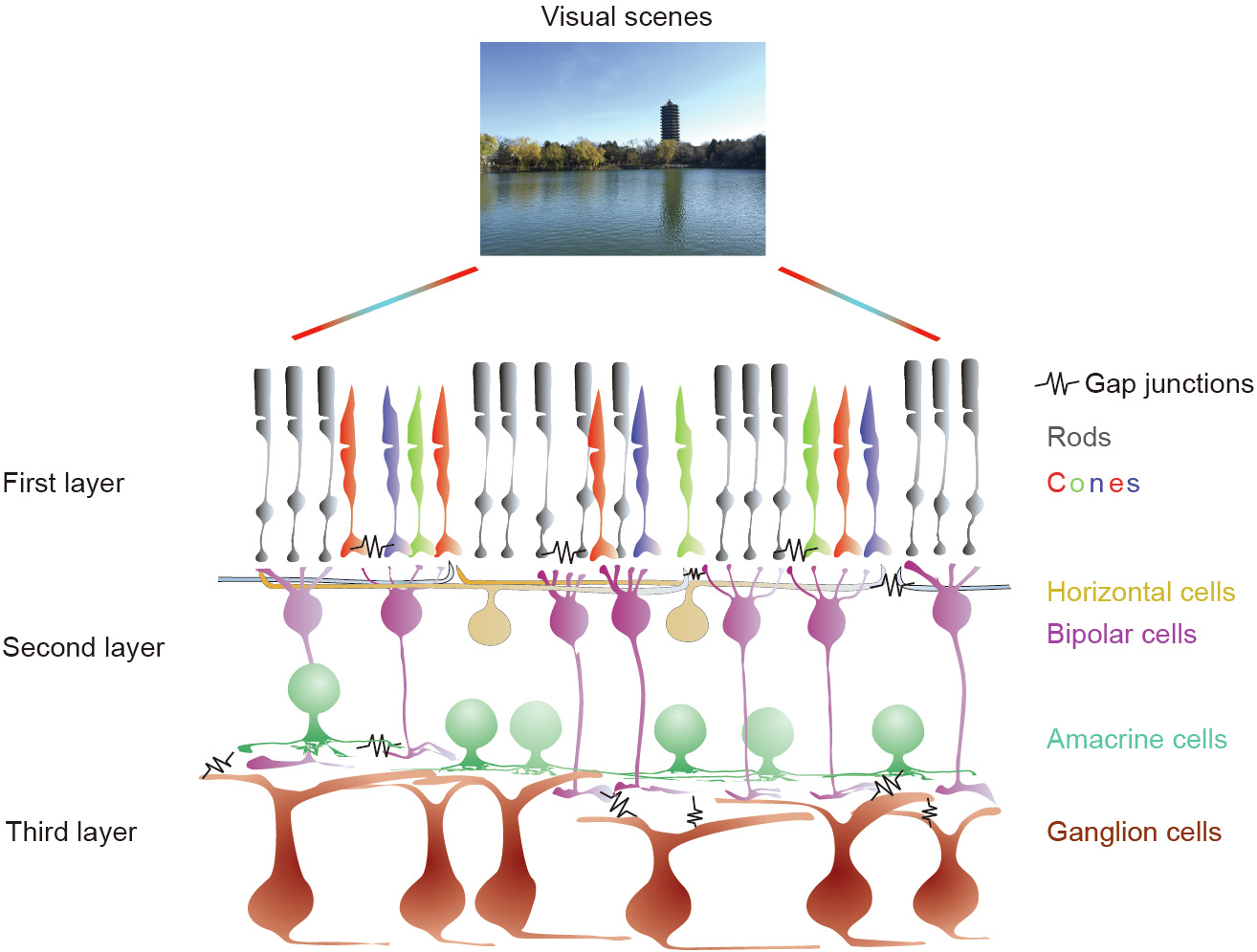 Toward the next generation of retinal neuroprosthesis: visual computation with spikes