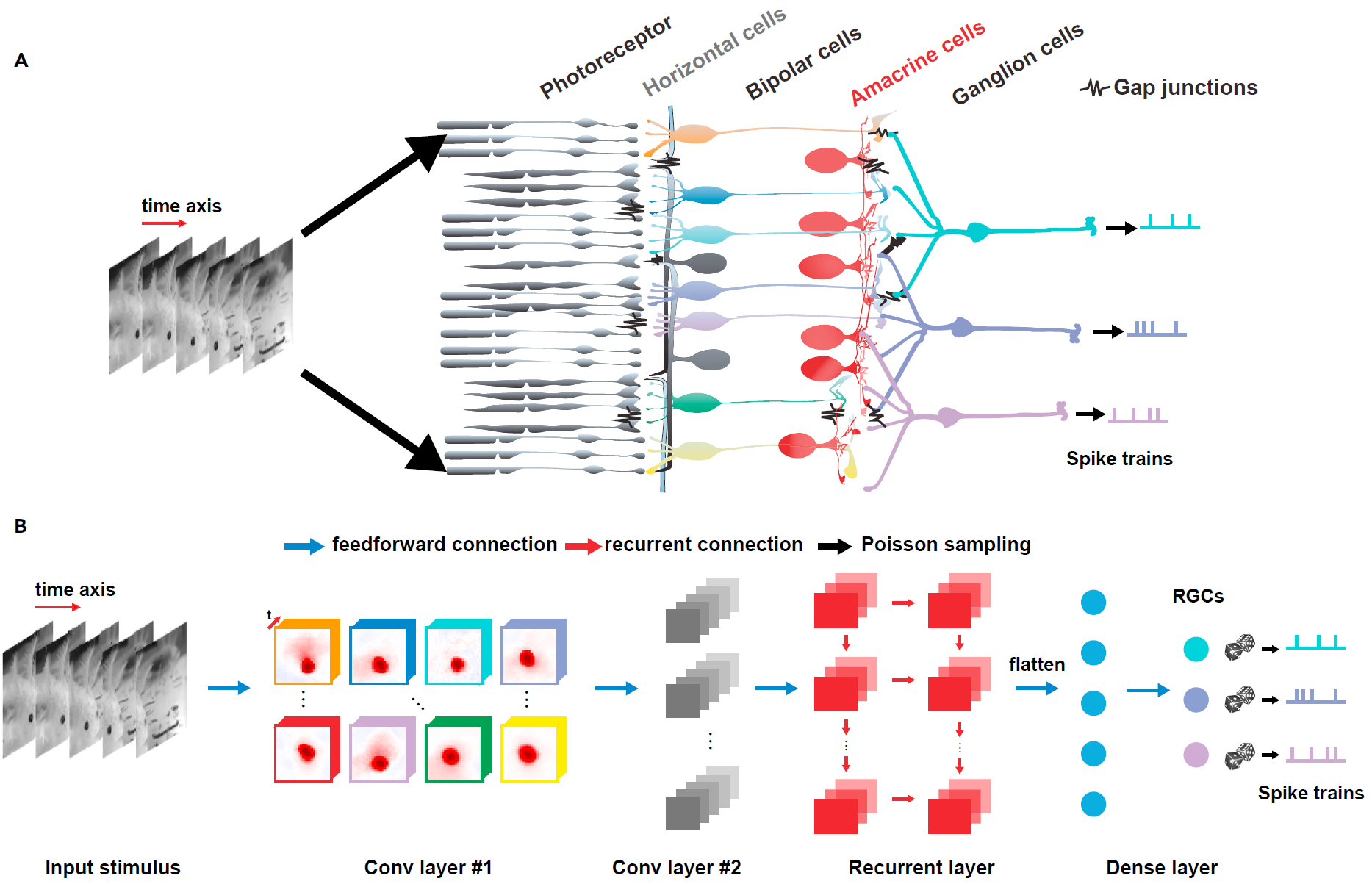 Unraveling neural coding of dynamic natural visual scenes via convolutional recurrent neural networks